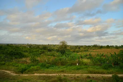 DSC_4336 (Large).JPG